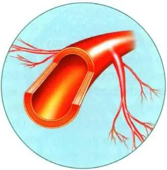 Кровеносный сосуд в разрезе Особенно опасна закупорка сосудов сердца Тогда - фото 40