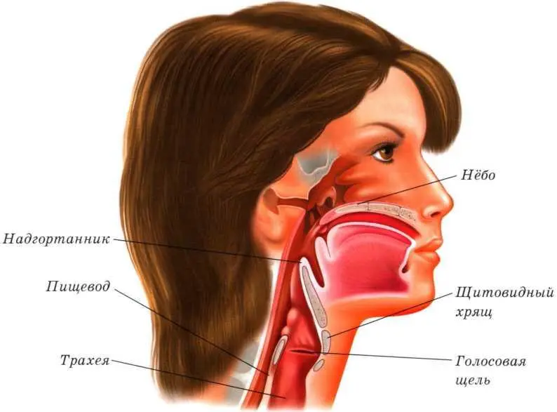 Строение горла У самого входа в глотку в ее стенке расположены небольшие - фото 53