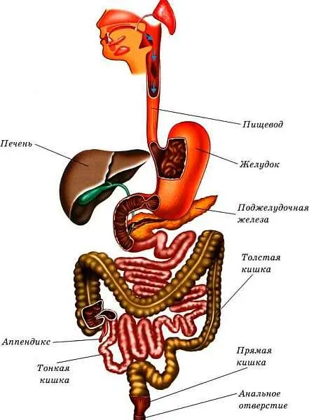 Схема строения органов пищеварения Из пищевода пищевой комок попадает в - фото 54