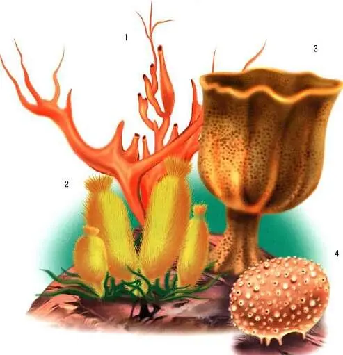 Губки 1 сифонохалина 2 росселла 3 кубок Нептуна 4 морской апельсин - фото 6