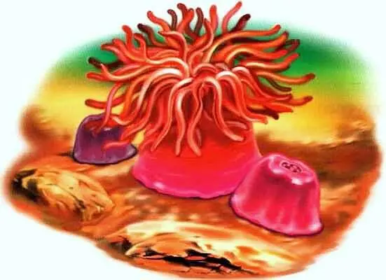Актиния морской помидор Актиния яшмовый анемон Медузы и ракеты Наверняка - фото 10