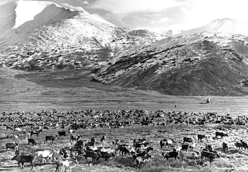 Рис 130 Магаданская область Стада оленей 1950е годы Рис 131 Т Г - фото 32