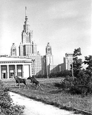Рис 326 Первое время вокруг МГУ еще бродили лоси Взято из Интернета По - фото 122