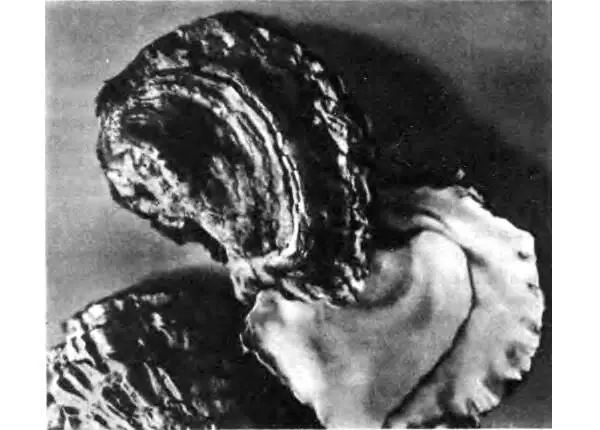 Раковины устрицы Пребывая самкой устрица успевает произвести от 600 тысяч до - фото 130