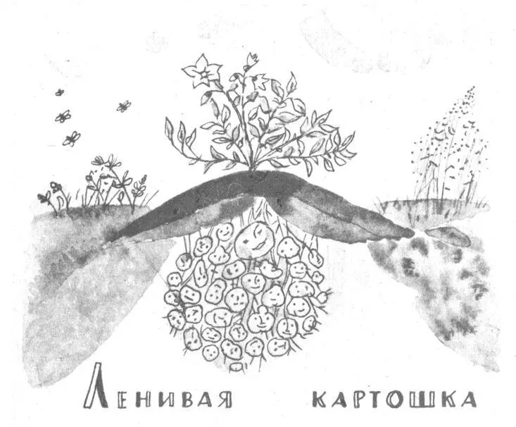 Белые цветы на картофельном поле уже отцвели и среди тёмнозелёной листвы - фото 36