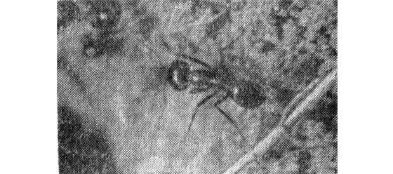 К гнезду жнецов тянется торная тропа и по ней едва ли не сомкнутым строем - фото 3