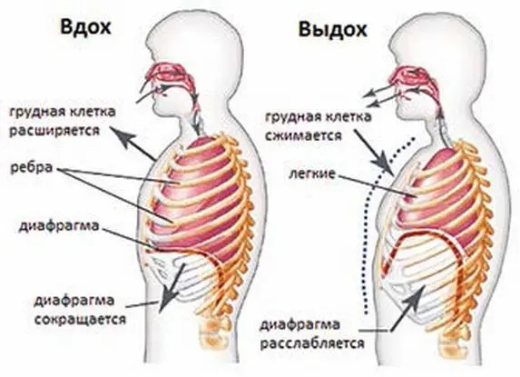 Рис 1 Правильное дыхание человека Специализированный орган должен иметь - фото 25