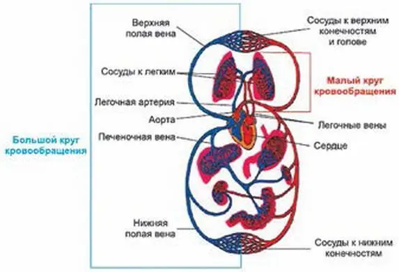 Рис 5 Легочный круг кровообращения Малый круг кровообращенияи Большой круг - фото 29