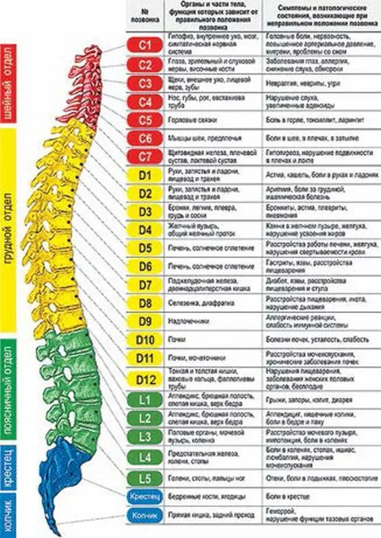Рис 3 Строение позвоночника человека 1 Структура построения позвоночникав - фото 72