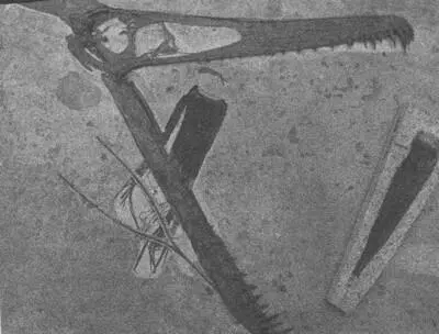 Череп птеродактиля из семейства анхангериды Ludodactylus Длина черепа 07 - фото 13