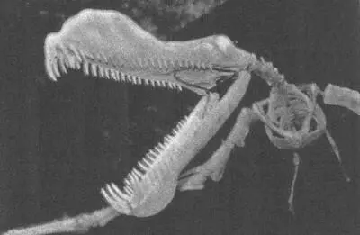 Реконструкция скелета одного из самых крупных летающих ящеров Tropeognathus - фото 14