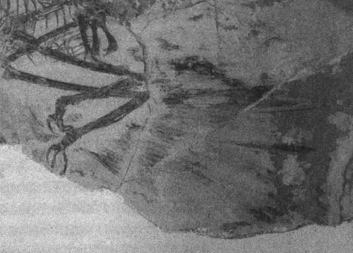 Отпечатки контурных перьев задних конечностей у мелового динозавра Microraptor - фото 19