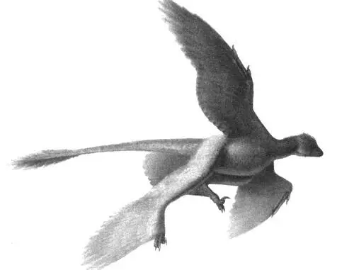 Реконструкция четырехрылого летающего хищного динозавра Microraptor 125 - фото 20