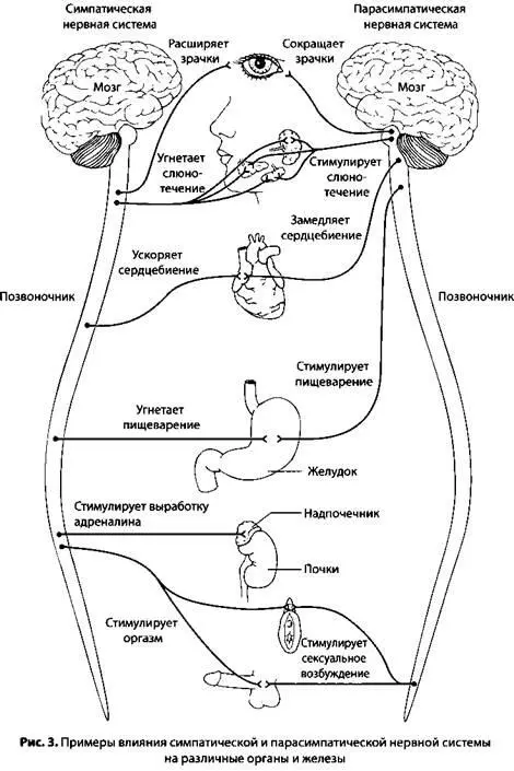 Другая половина автономной нервной системы играет противоположную роль Этот - фото 4