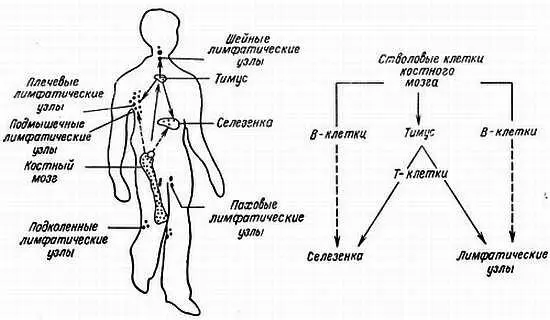 Рис 71 Формирование клеток иммунной системы 70 Тклетки ответственны за - фото 64