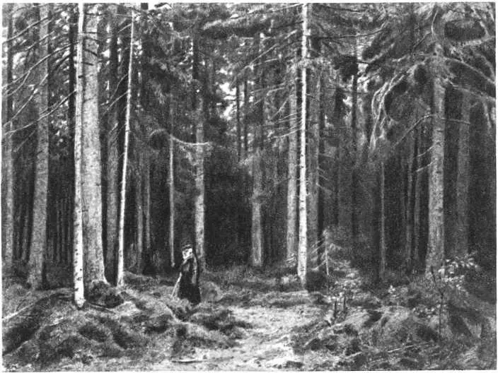 Фотография картины художника Шишкина В лесу Мордвиновой и фотография - фото 35