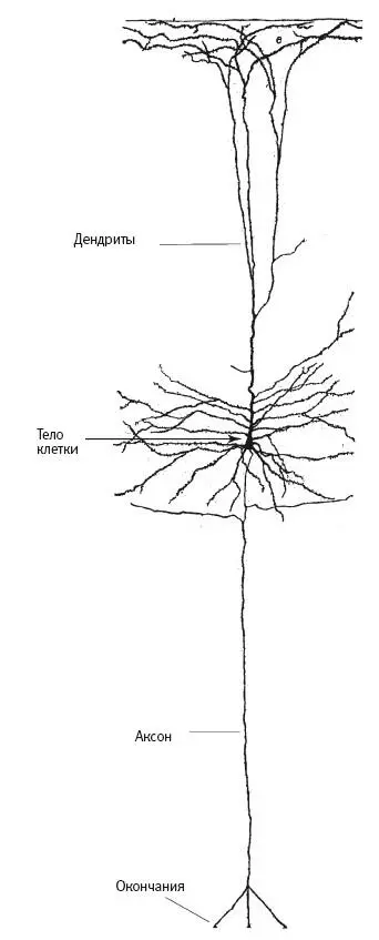 44 Один из нейронов гиппокампа как его изобразил Кахаль Кахаль понял что и - фото 16