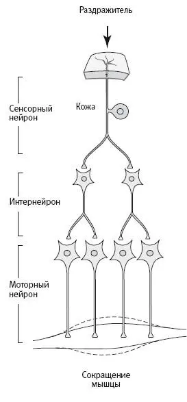 46 Три основных класса нейронов выделенных Кахалем Каждый класс нейронов - фото 18