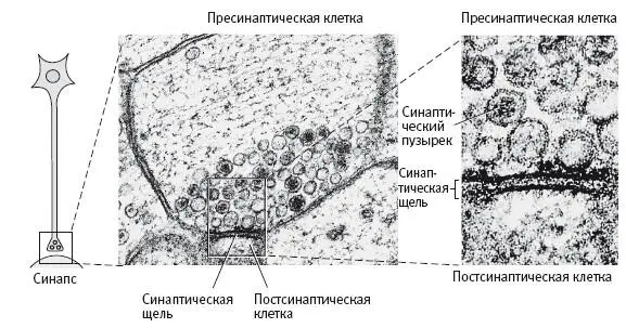 63 Как сигнал переходит из клетки в клетку Первые микрофотографии синапсов - фото 28