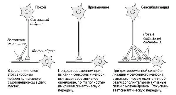 151 Анатомические изменения сопровождающие долговременную память Какоето - фото 55