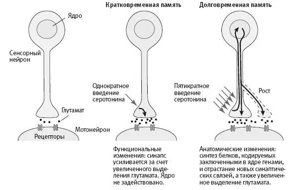 184 Изменения в отдельном сенсорном нейроне и отдельном мотонейроне лежащие - фото 65