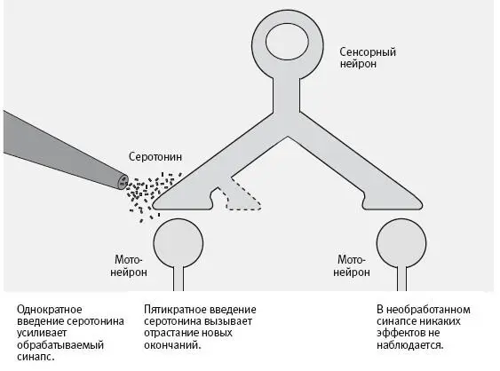 192 Экспериментальная система для изучения роли серотонина в синаптических - фото 68