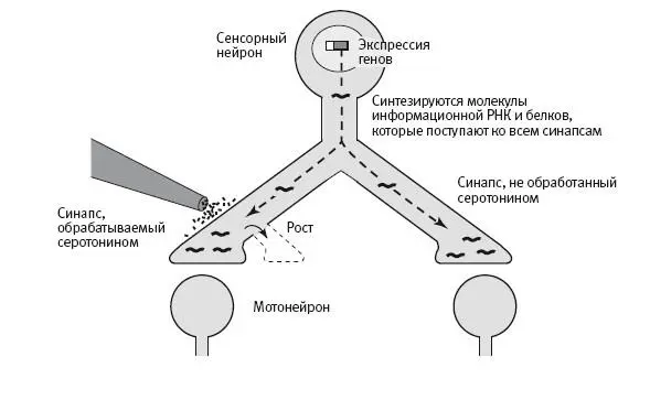 193 Два механизма долговременных изменений Новые белки поступают ко всем - фото 69