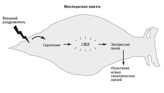 231 Сигнал о значимости в долговременной имплицитной и эксплицитной памяти В - фото 73