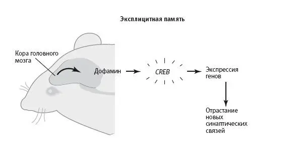 231 Сигнал о значимости в долговременной имплицитной и эксплицитной памяти В - фото 74