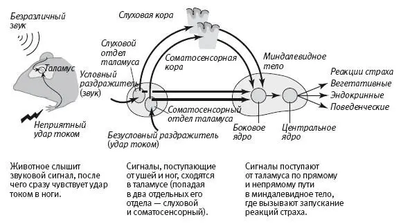 253 Нейронные проводящие пути обеспечивающие реакцию приобретенного страха - фото 78