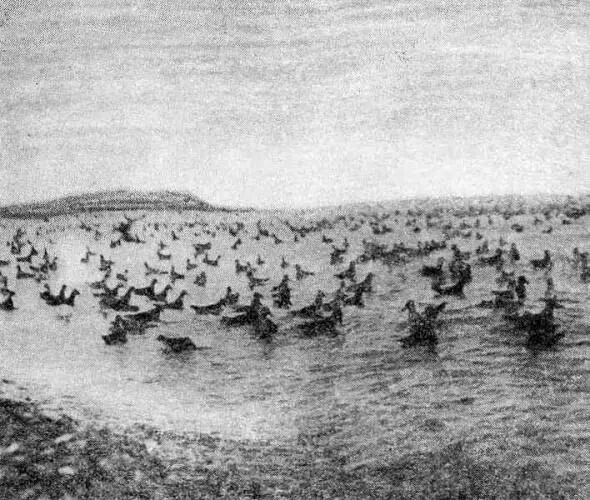 Богато Чукотское море птицами Птенцы чевальгина не улетают на юг Первую зиму - фото 12