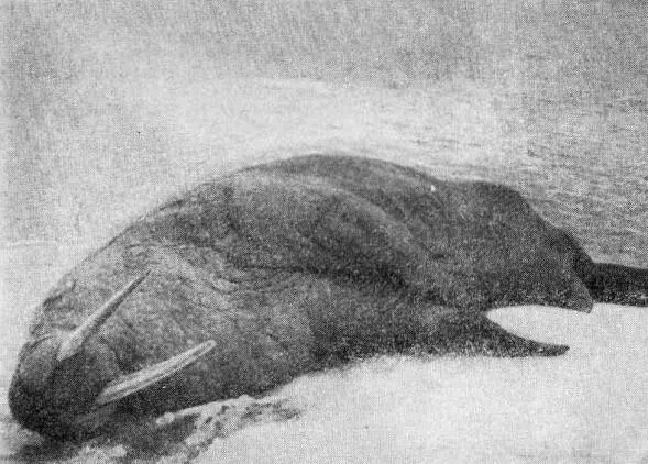 Грянуло чтото громкое сверкнул огонь и моржиха осталась лежать на месте - фото 17