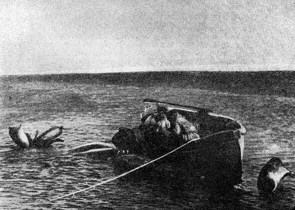 Воздушные поплавки пыгпыгыт хорошо удерживают убитого кита на воде Ворон и - фото 18