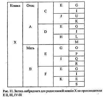 Выделяют четыре степени жесткости инбридинга Тесный или инцест III III - фото 18