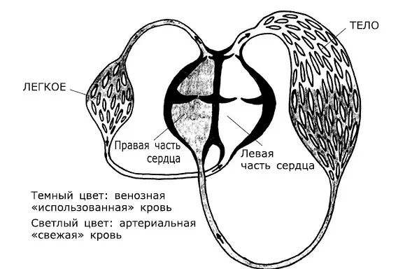 Рис 2 После этого обзора работы сердца с механической точки зрения мы должны - фото 2