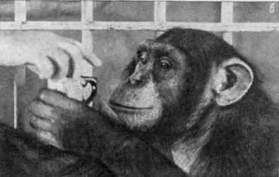 Рис 33 Чтобы получить пищу обезьяна выбирает и передает экспериментатору - фото 73