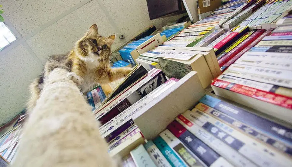 В этом магазине кошки гуляют по книжкам Наконец коты обратили на меня - фото 7