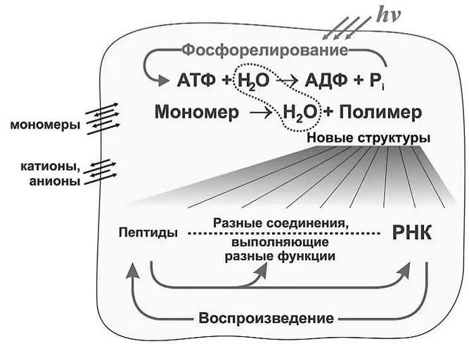 Молекула 1АТФ В отличие от пептидов нуклеотидные цепочки могут - фото 39
