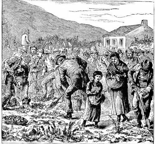 Ирландские крестьяне собирают урожай картофеля 1880 г Итак каждая община - фото 22