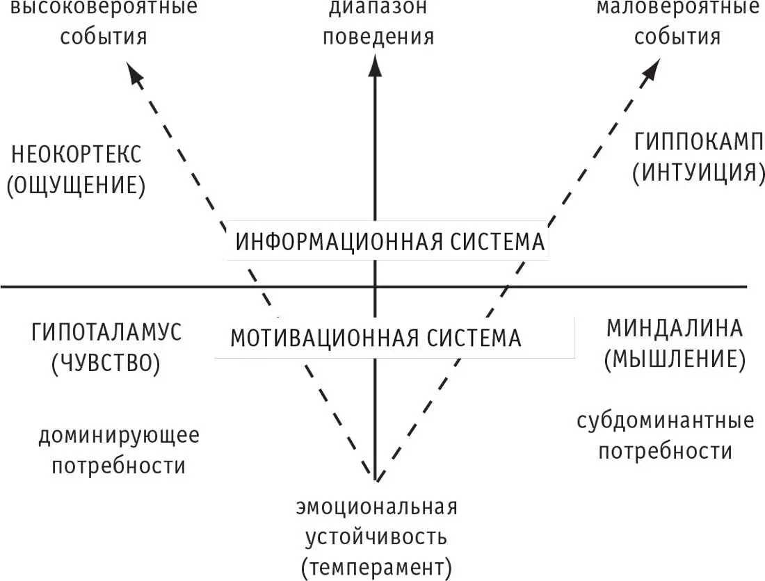 Рис 11 Взаимодействие мозговых структур при анализе информации Очевидно что - фото 11