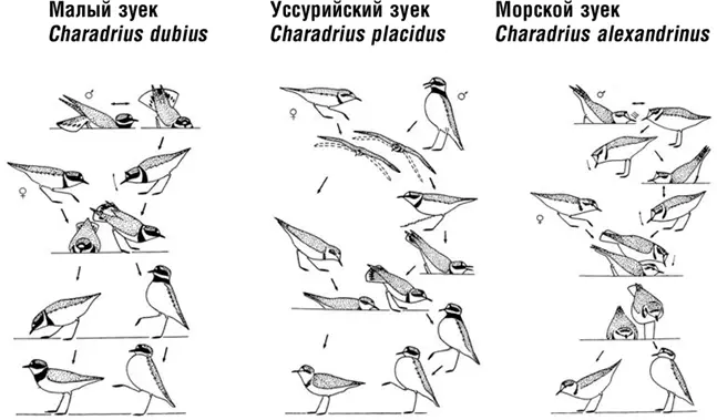 Различия в брачных ритуалах трех видов зуйков Наблюдения за ходом конфликтных - фото 12