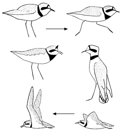 Уссурийский зуек Charadrius placidus Гнездо уссурийского зуйка мне удалось - фото 14