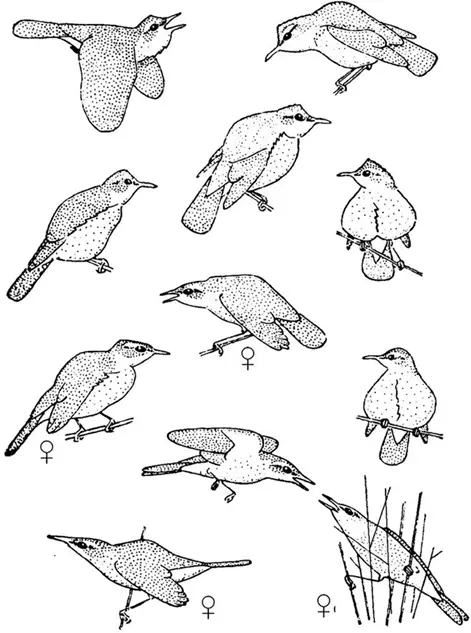 Восточная дроздовидная камышевка Acrocephalus orientalis К тому времени как - фото 18