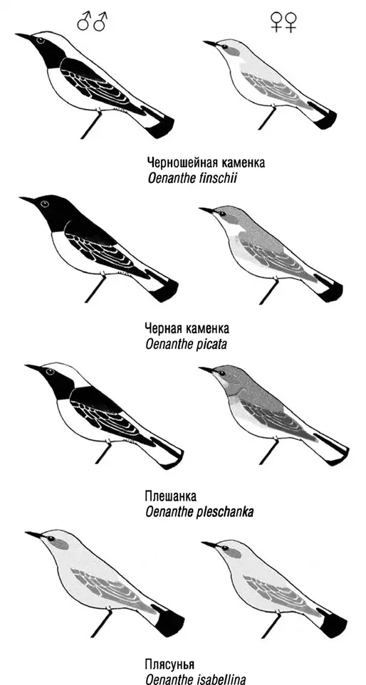 О том как выглядят самцы черной каменки и плешанки я уже упоминал Когда мне - фото 20