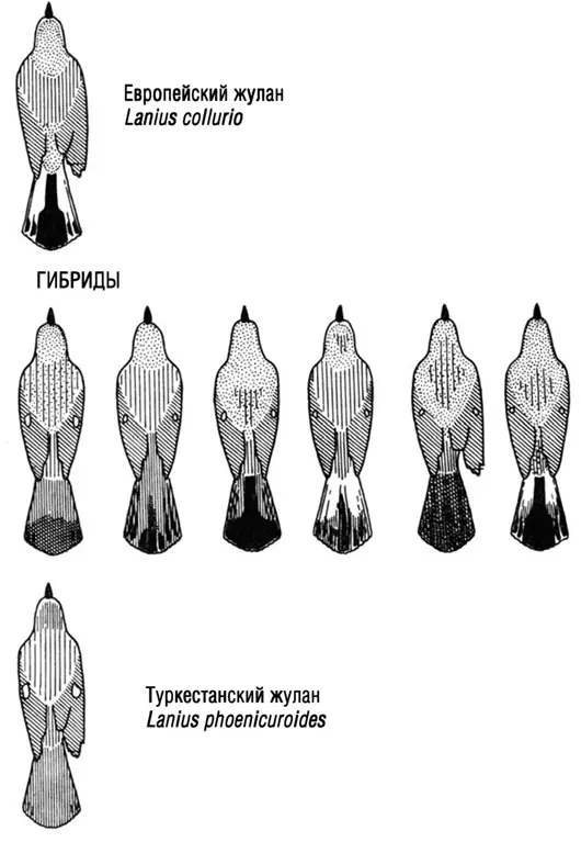 Мы пребывали на этой стоянке уже довольно долго и до того дня когда - фото 42