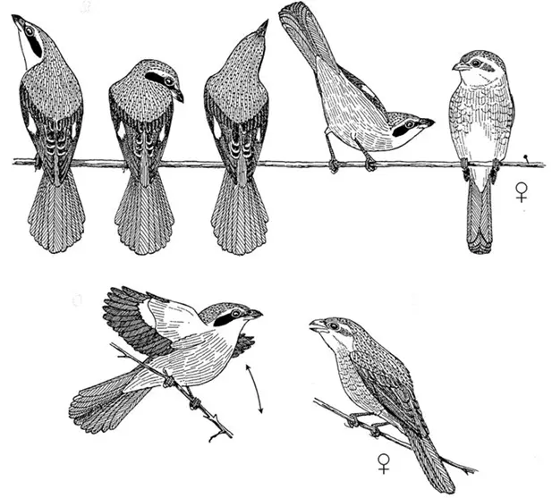 Даурский жулан Lanius isabellinus speculigerus Забайкалье Для тех кто - фото 44