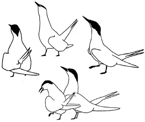 Речная крачка Sterna hirundo Сначала эти группы состояли из немногих птиц - фото 48