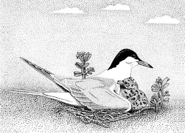 Речная крачка Sterna hirundo Когда я только начал эти наблюдения - фото 50