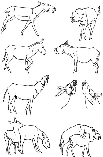 Осел домашний Equus asinus Поведения Старика заметно отличалось от всего - фото 57