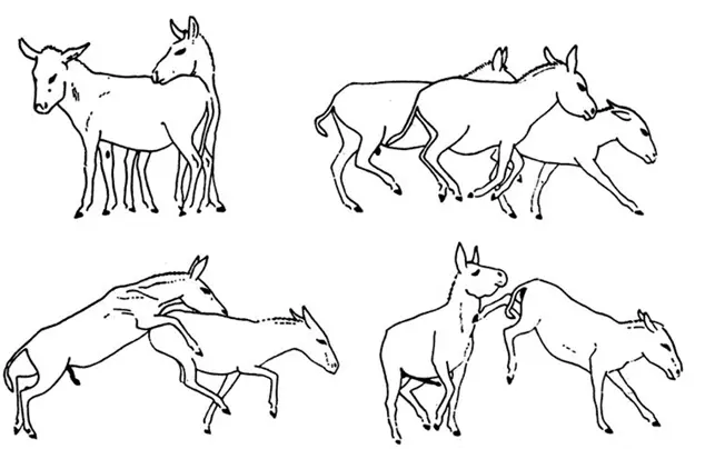 Осел домашний Equus asinus Погоня продолжается иногда целый час или даже - фото 58